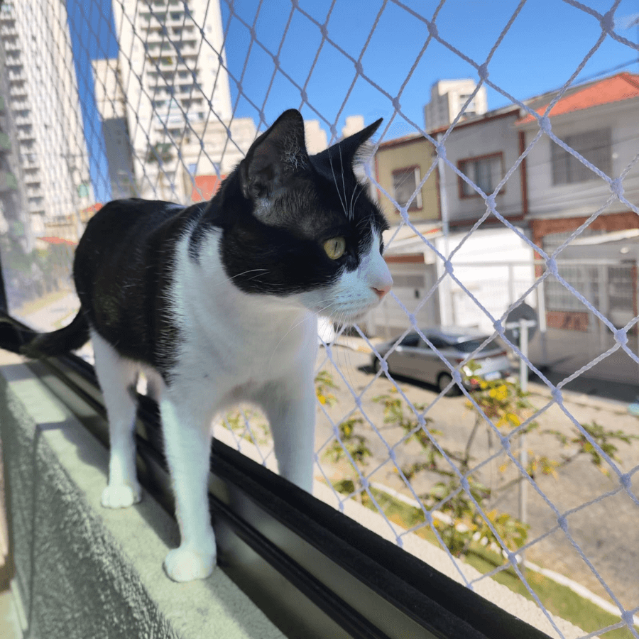 REDE DE PROTEÇÃO PARA PETS 4