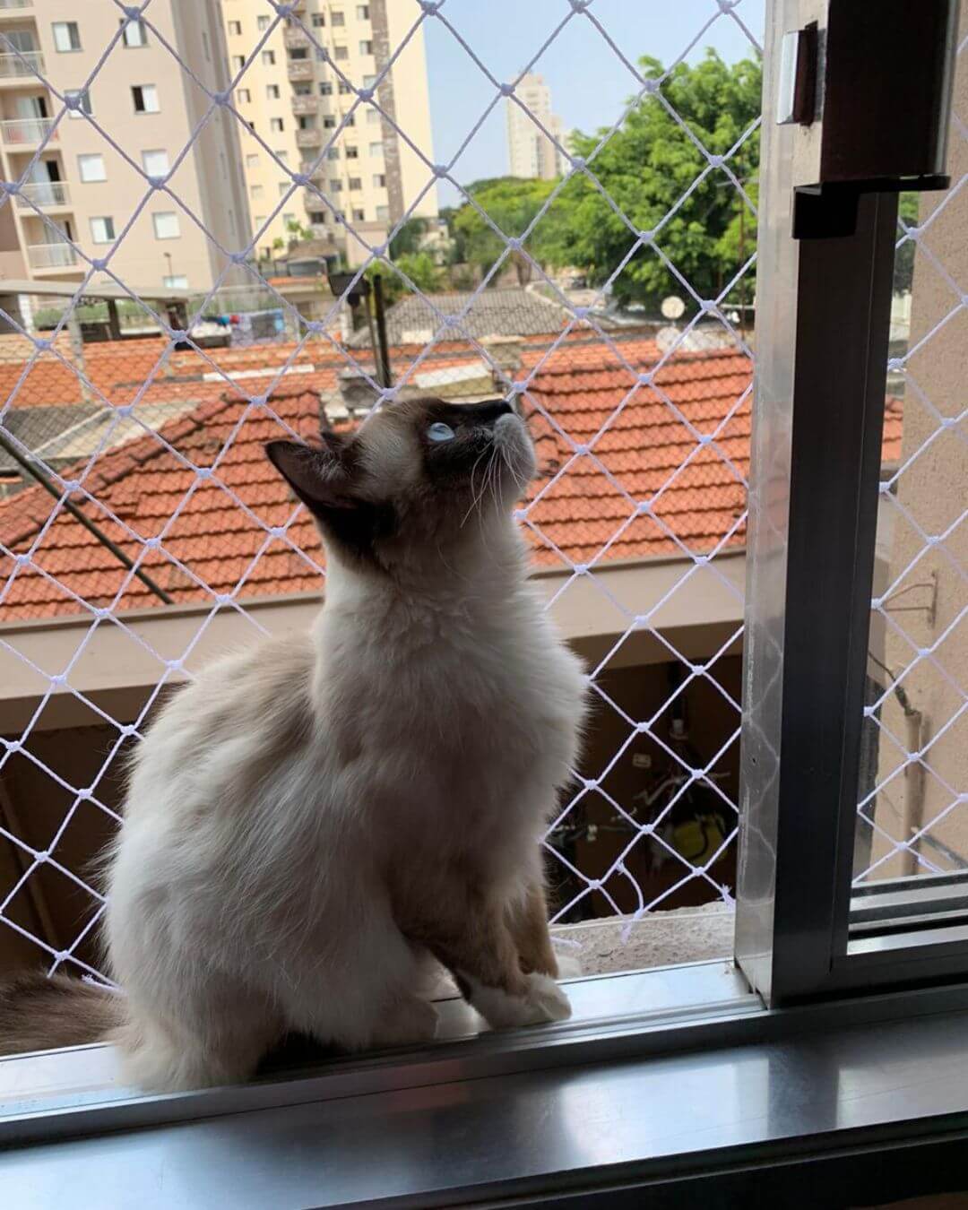 Gato no beiral de uma janela com os vidros abertos e com redes de proteção