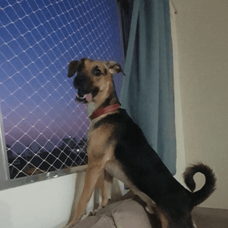 cachorro_na_janela