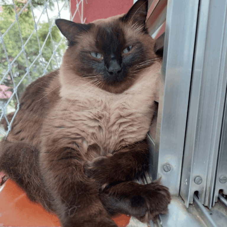 gato
