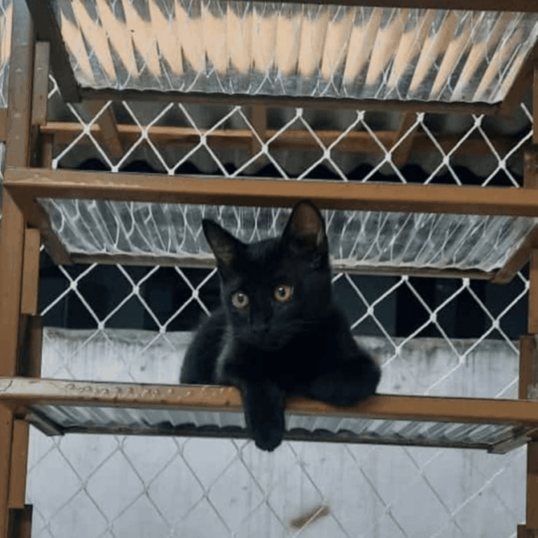 gato_janela_vitro