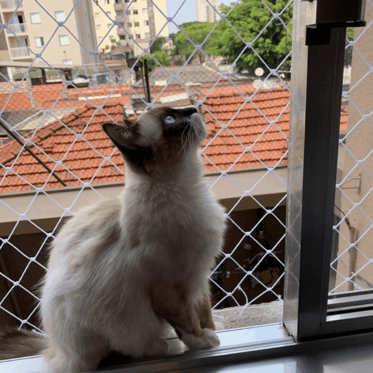gato_rede_de_proteção