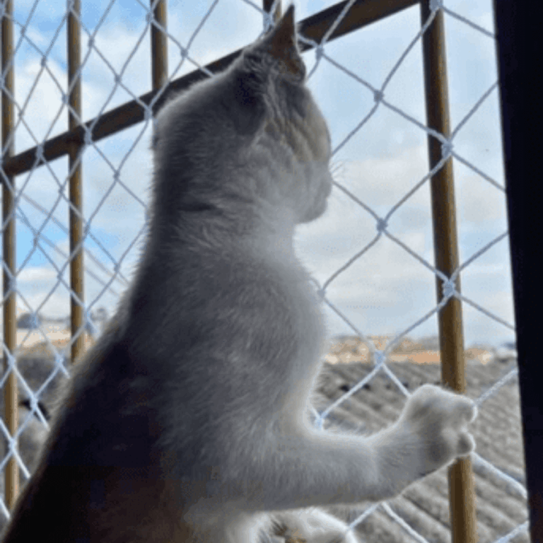 gato_vista_da_janela