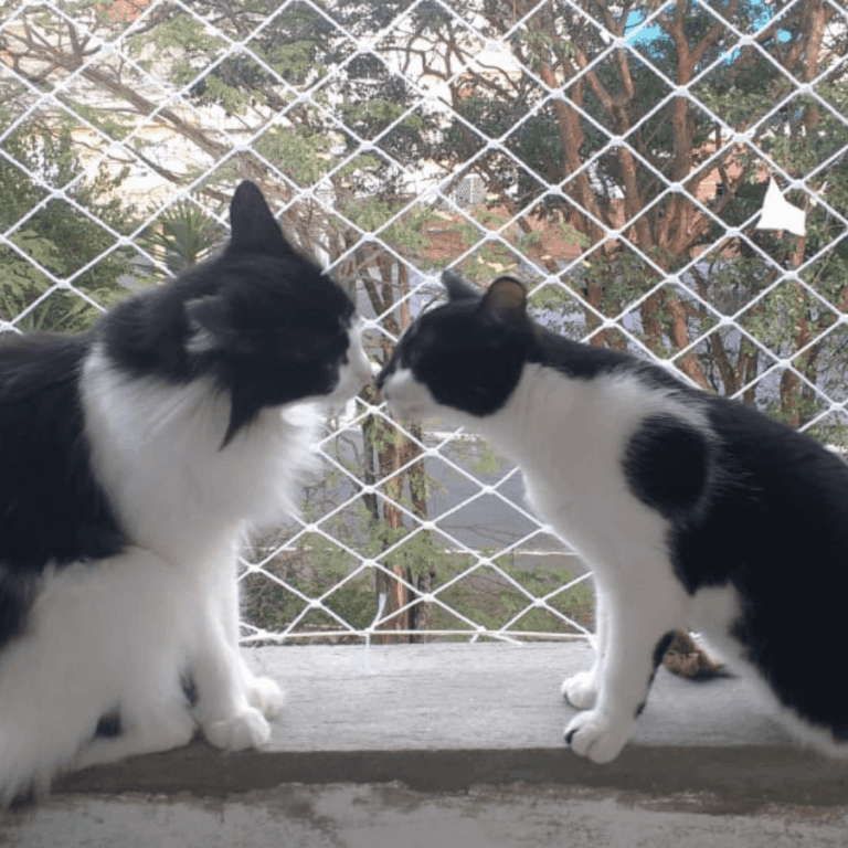gatos_na_janela