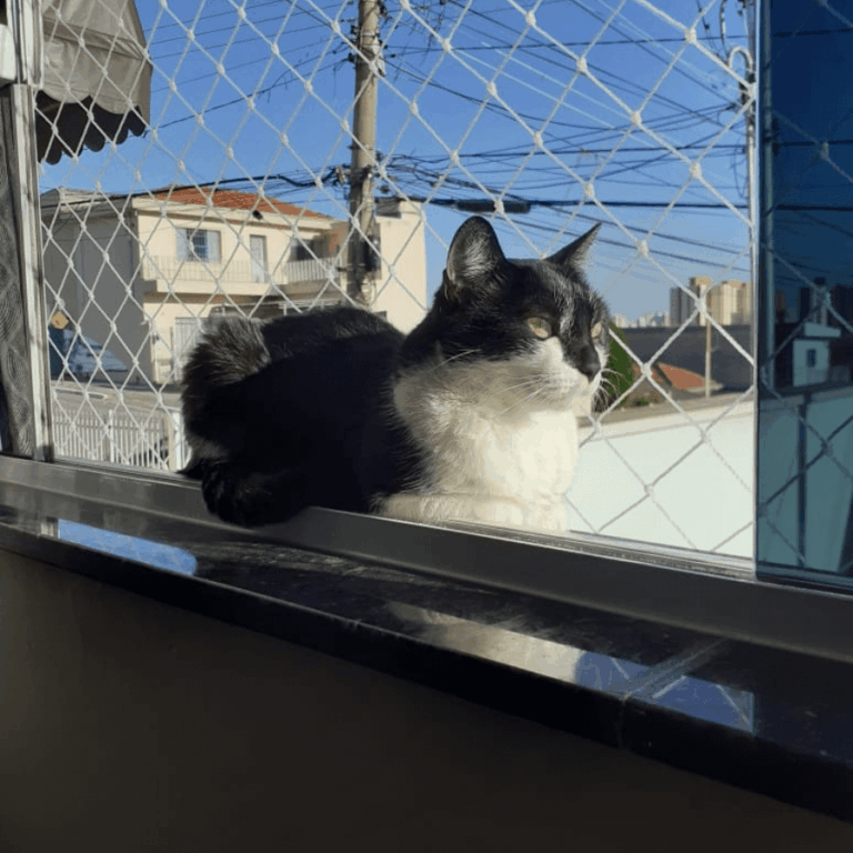 janela_com_gato